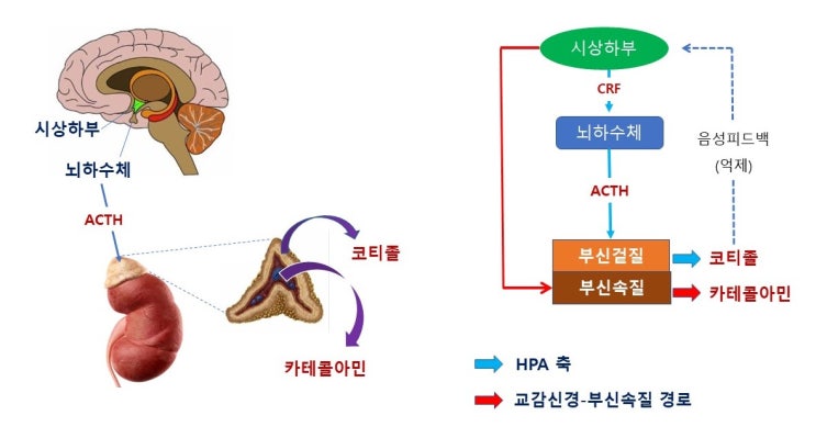  코티졸(cortisol)이란? HPAaxis와 스트레스호르몬, 만성염증이 다이어트를 방해하는 이유