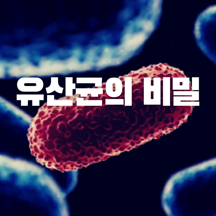  아무도 알려주지 않는 유산균의 비밀 (ft 프리바이오틱스)