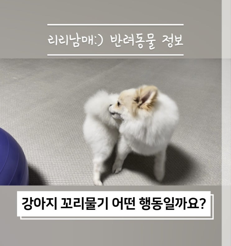  강아지 꼬리물기 행동 카밍시그널 어떤 의미인지 알아봐요