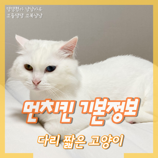  먼치킨 기본정보, 다리 짧은 고양이 포토