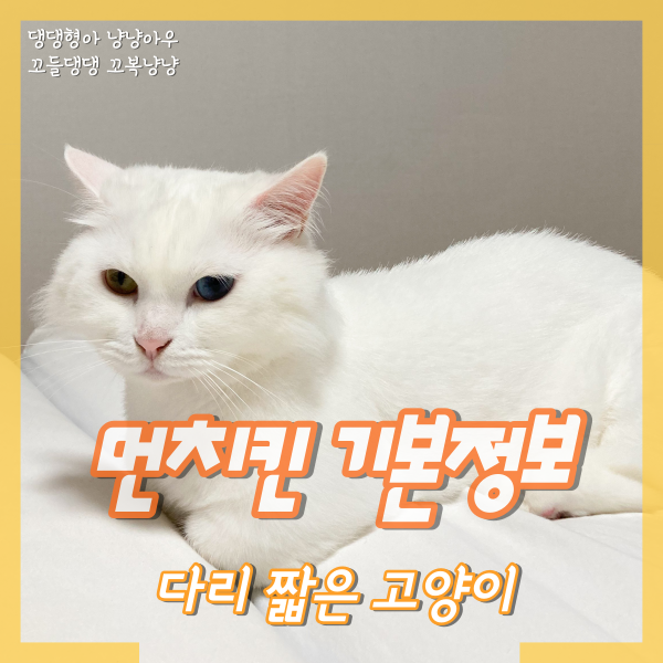 먼치킨 기본정보, 다리 짧은 고양이 포토