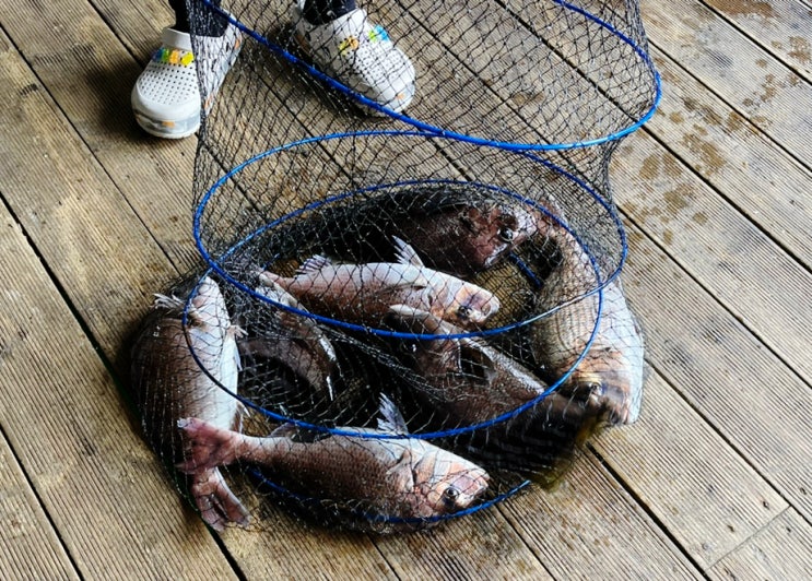  제부도 낚시터 추천 나우바다좌대낚시