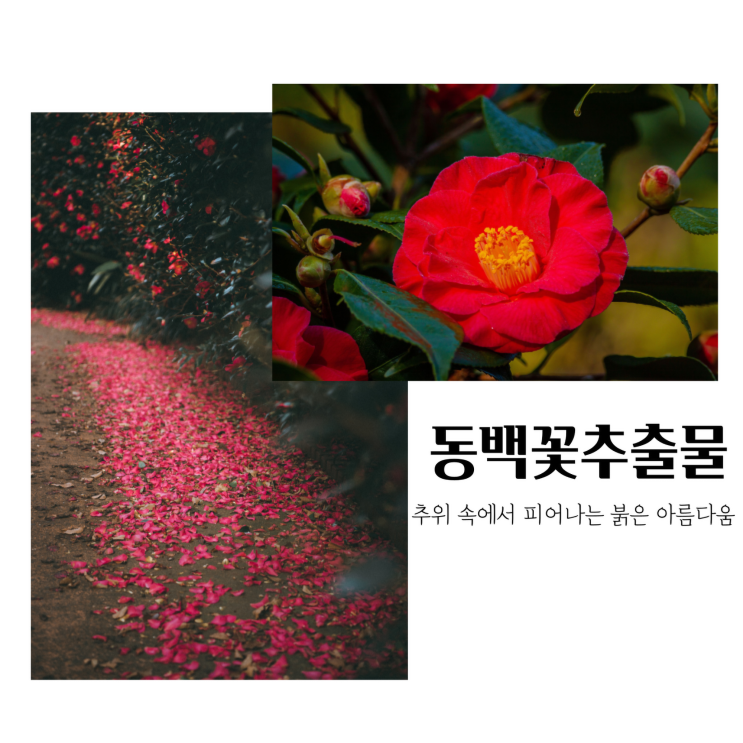  화장품 원료성분 l 동백나무꽃추출물 Camellia Japonica Flower Extract