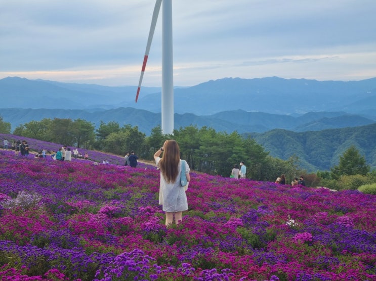 경남 거창 감악산 꽃축제다녀왔어요 