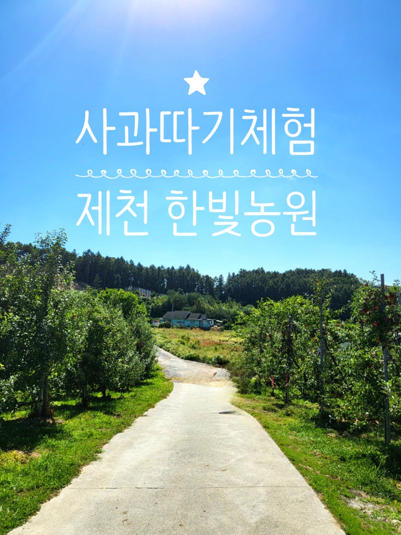 제천 사과 따기 체험 [한빛농원]