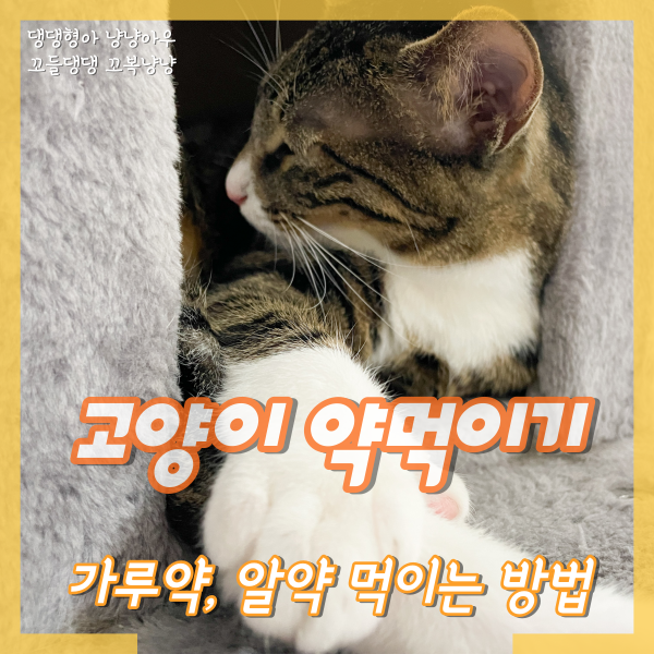  고양이 약먹이기 가루약 알약 먹이는 방법