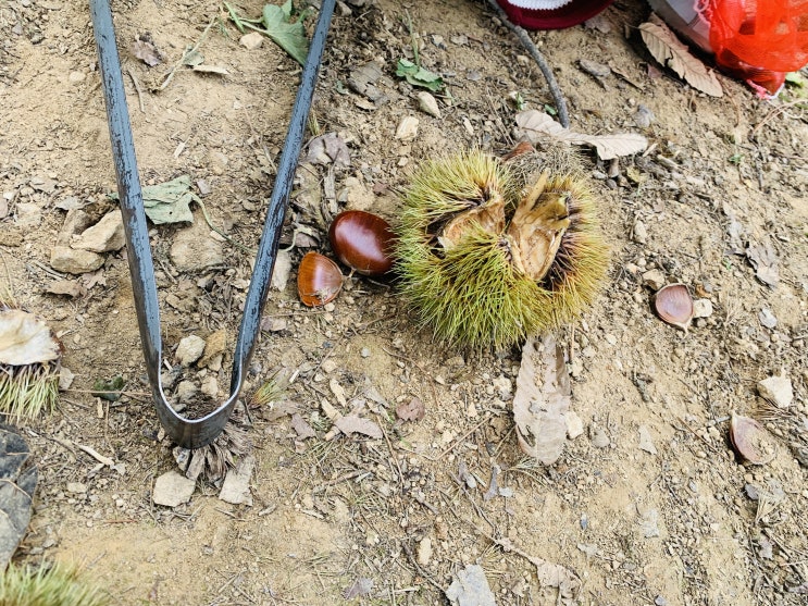  말재농원 공주 알밤 줍기 체험 후기(무료 입장)