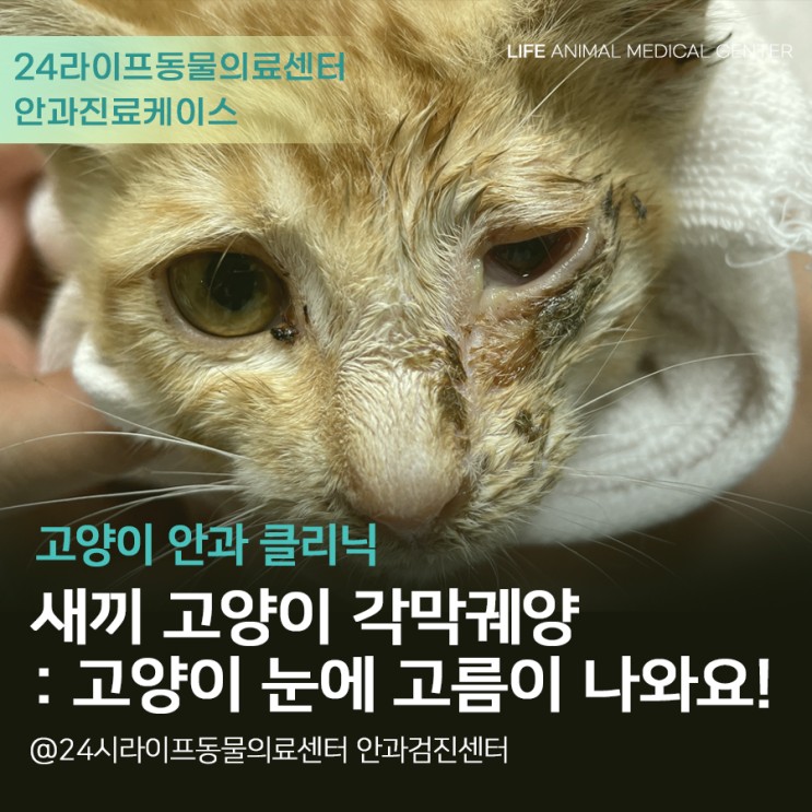 대구 고양이 동물병원 : 새끼 고양이 각막궤양, 눈에서 고름이 나와요!