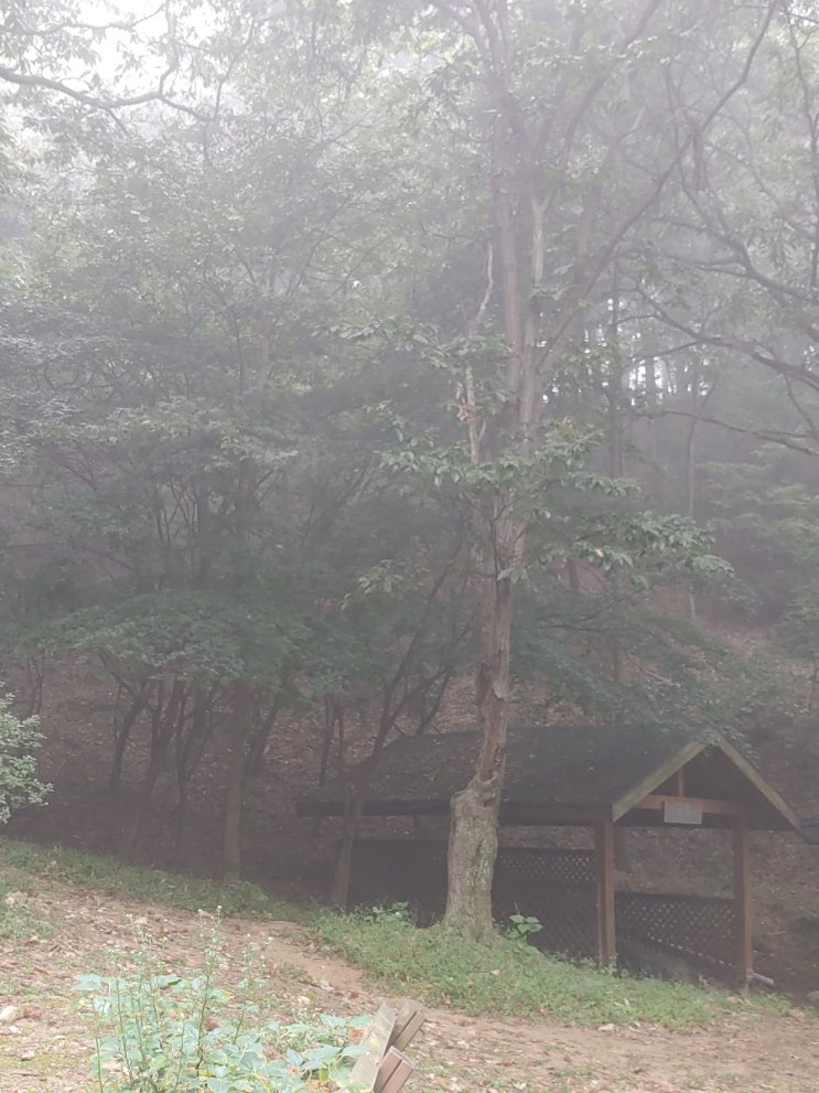 안개 자욱한 오늘아침 망현산의 모습들 안개 자욱한 오늘아침 망현산의 모습들