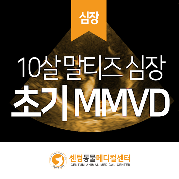 심잡음 10살 말티즈 / 초기 MMVD (센텀동물메디컬센터 수영점 부산경남 강아지 심장병 조기진단 동물병원)