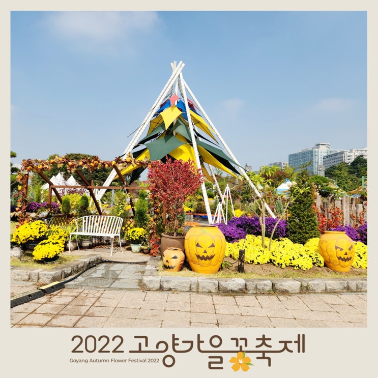  2022 고양 가을꽃축제 일산호수공원, 미리 다녀와보았어요!