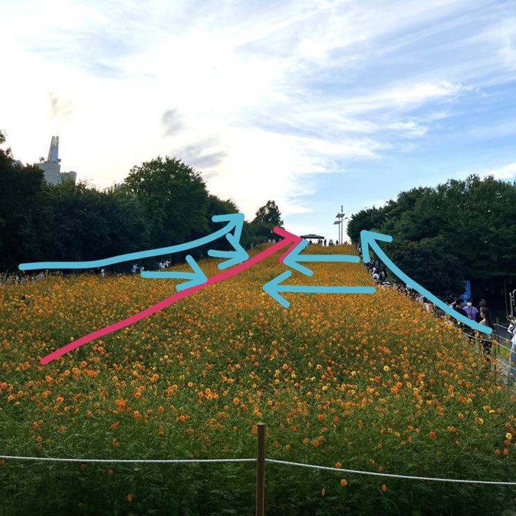 [올림픽공원 들꽃마루]코스모스 꽃밭 & 장미 정원에 처음 방문하시는 분들을 위한 Tip