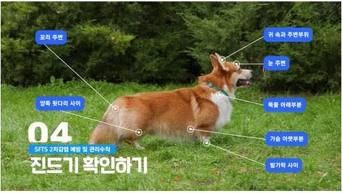  강아지진드기사람도옮나요? : SFTS