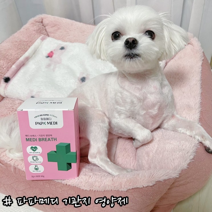  강아지 기관치 협착증 , 켁켁 거릴땐 파파메디 기관지 영양제