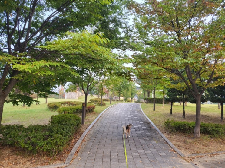  강아지 나이 계산 방법 우리 아이 몇살일까?