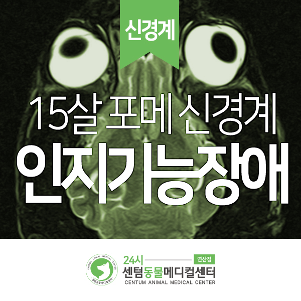  [신경계] 15살 포메라니안 <인지기능장애> / 24시 센텀동물메디컬센터 연산점 부산 해운대 금정 강아지 뇌신경 질환 동물병원 / 치매, CCDS, 퇴행성 뇌질환