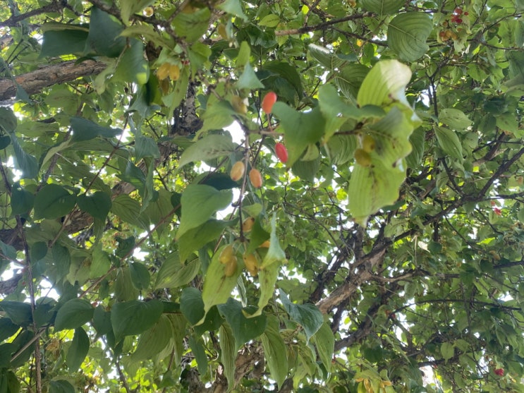  산수유나무 열매가 익어가요