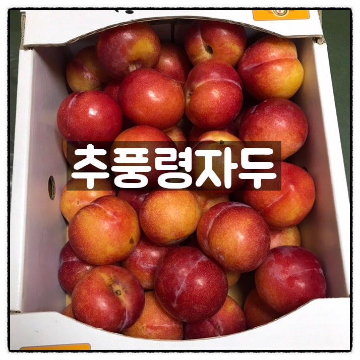  영동 추풍령 자두 한박스 한민시장 과일가게 구입 새콤달콤 맛 후기