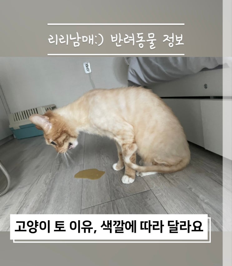 고양이 사료토 헤어볼토 등 구토 색 원인 . 헛구역질은 왜 할까