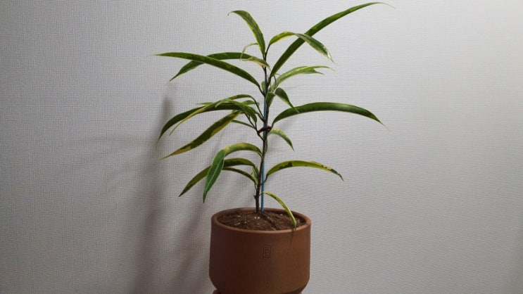 집에서 키우는 식물 무늬알리고무나무 및 고무나무종류 How to Grow Ficus macleilandii Alii Variegated
