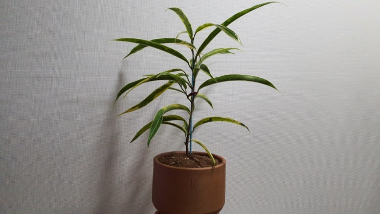  집에서 키우는 식물 무늬알리고무나무 및 고무나무종류 How to Grow Ficus macleilandii Alii Variegated