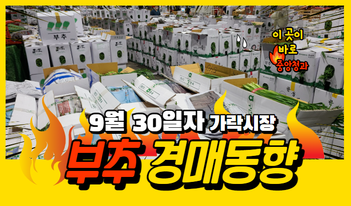  [경매사 일일보고] 9월 30일자 가락시장 "부추" 경매동향을 살펴보겠습니다!
