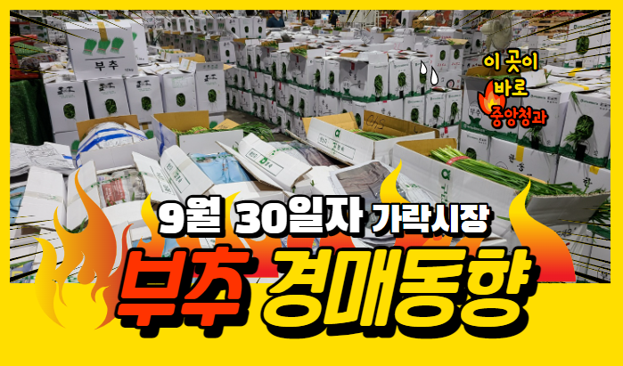 [경매사 일일보고] 9월 30일자 가락시장 "부추" 경매동향을 살펴보겠습니다!