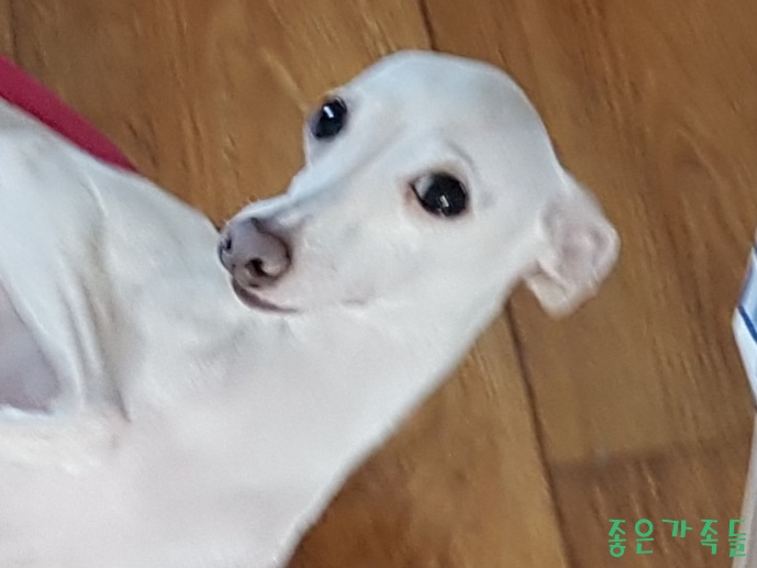  이탈리안그레이하운드 포토 화이트한 크림