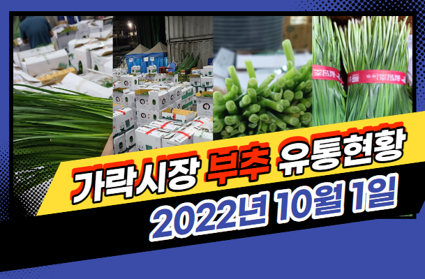 [경매사 일일보고] 10월 1일자 가락시장 "부추" 경매동향을 살펴보겠습니다!