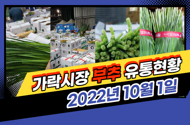  [경매사 일일보고] 10월 1일자 가락시장 "부추" 경매동향을 살펴보겠습니다!