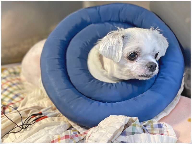 개는 무엇에 알레르기가 있습니까