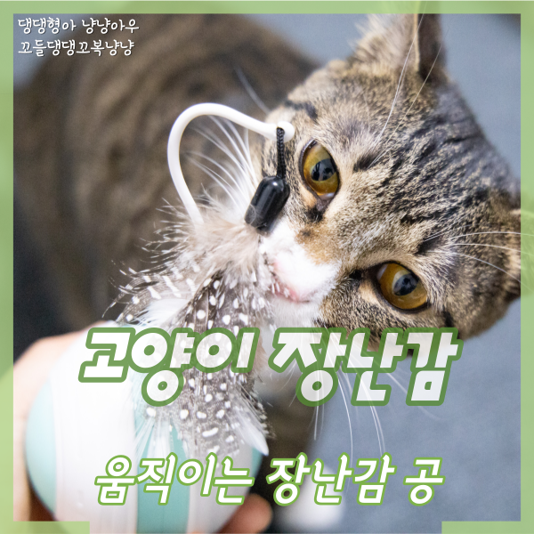  고양이 움직이는 장난감 공, 펫모닝 크레이지 스페이스볼
