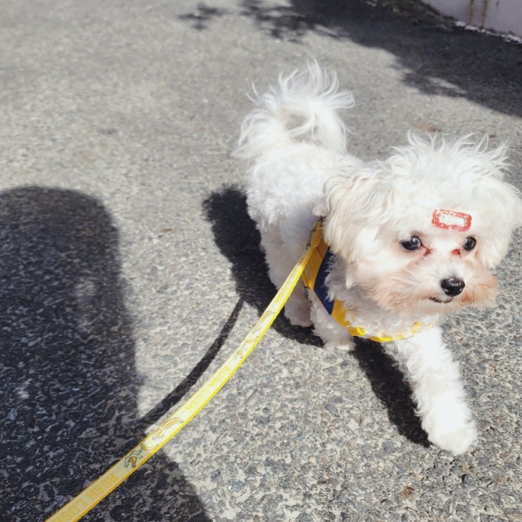  새끼 강아지 하네스 추천 1키로 초소형견 올치 S
