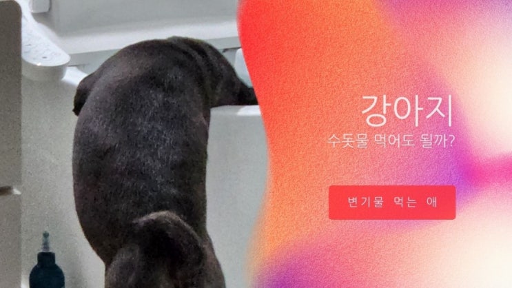 강아지 수돗물 마셔도 될까? 강아지 수돗물 마셔도 될까?