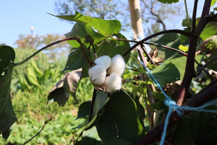 울산 아이와가볼만한곳 꽃 나무 가득한 울산들꽃학습원