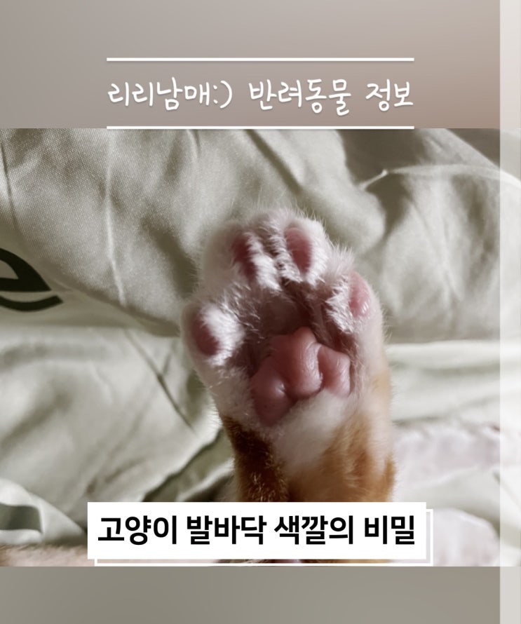  고양이 발바닥의 역할과 색깔의 비밀을 아시나요
