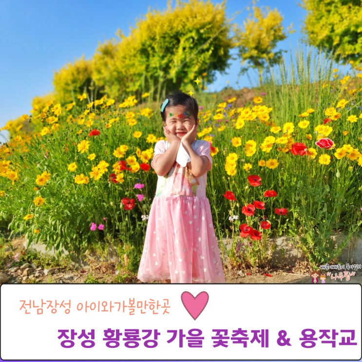  장성 황룡강 가을 꽃축제 미리가본 용작교