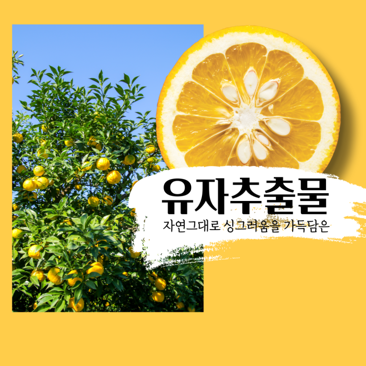  화장품 원료성분 l 유자껍질추출물 Citrus Junos Peel Extract