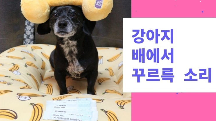 강아지 배에서 꾸르륵 소리 변비와 혈변 때문? 강아지 배에서 꾸르륵 소리 변비와 혈변 때문?