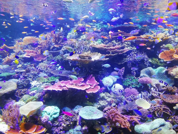  <Power English>Fish-Shaped Robot Could Help Clean the Oceans_nanotechnology,back and forth, stick to