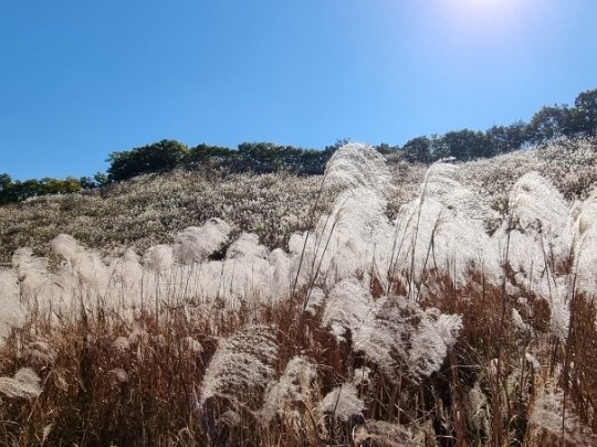  가을 명성산 억새축제 등산 산정호수 최단코스