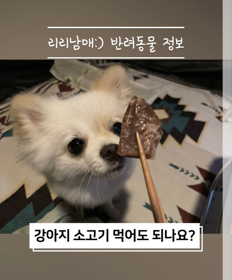  강아지 소고기 먹어도 될까, 반려견 고기 급여방법 주의사항