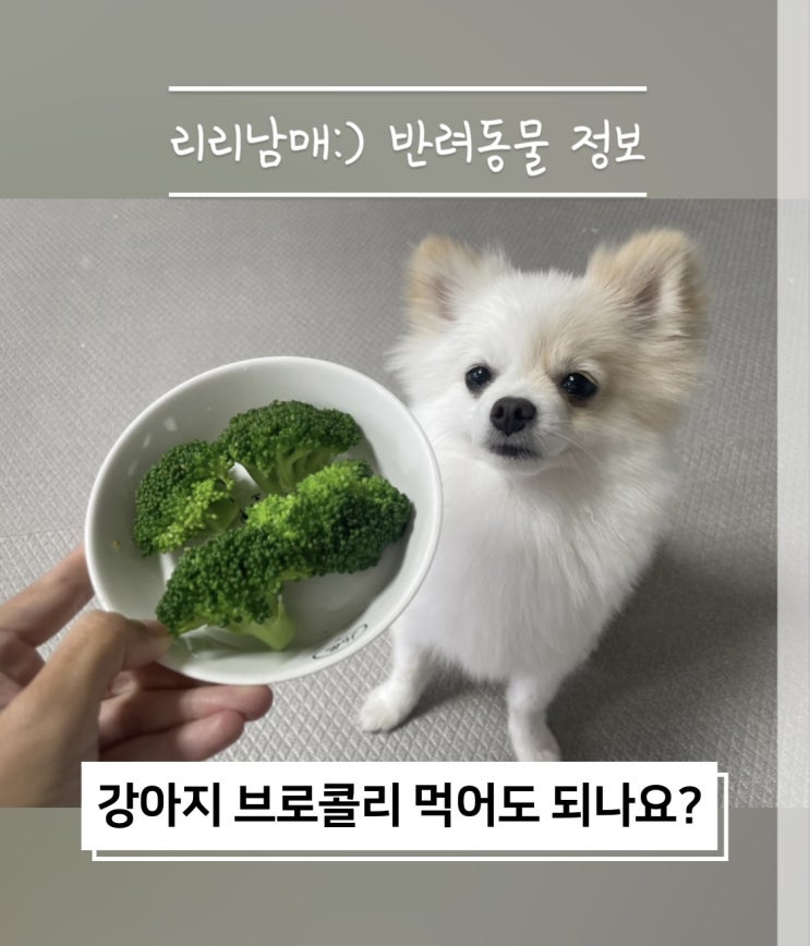  강아지 브로콜리 먹어도 되는 강아지에게 좋은 야채 음식이예요