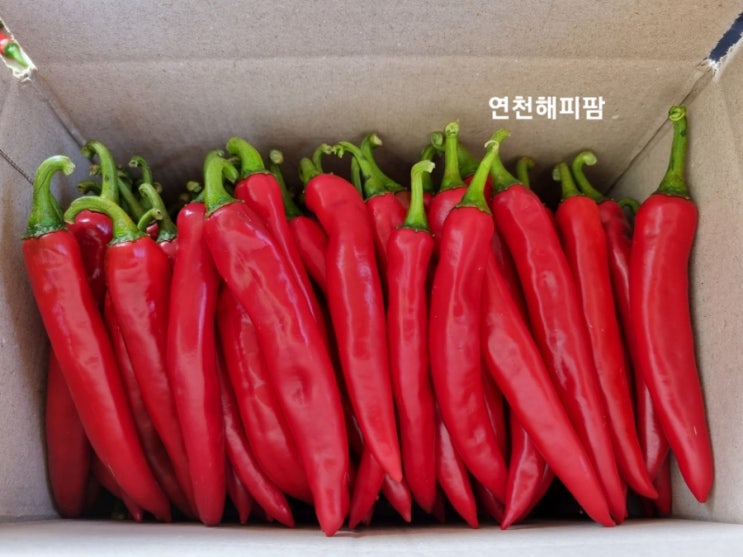  연천 노지 홍고추 수확