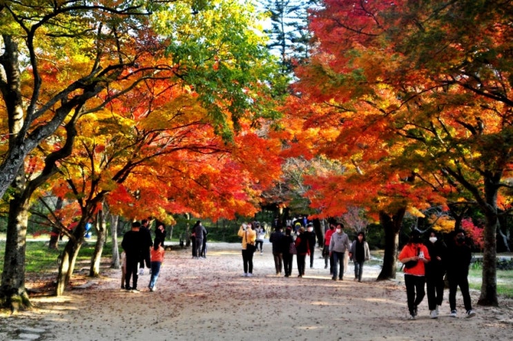  부안 변산 내소사 단풍, 가을 전나무숲길 (변산반도 가볼만한 곳)
