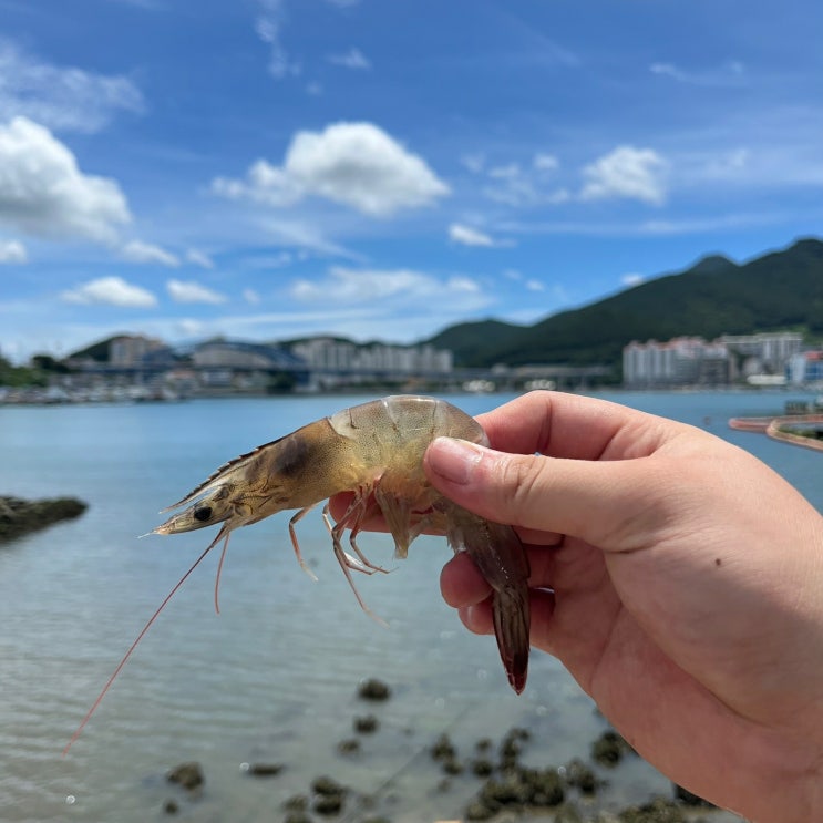  가을 제철 생 새우 소금구이 낭만프룻 흰다리새우로 대하구이로 즐겨보아요