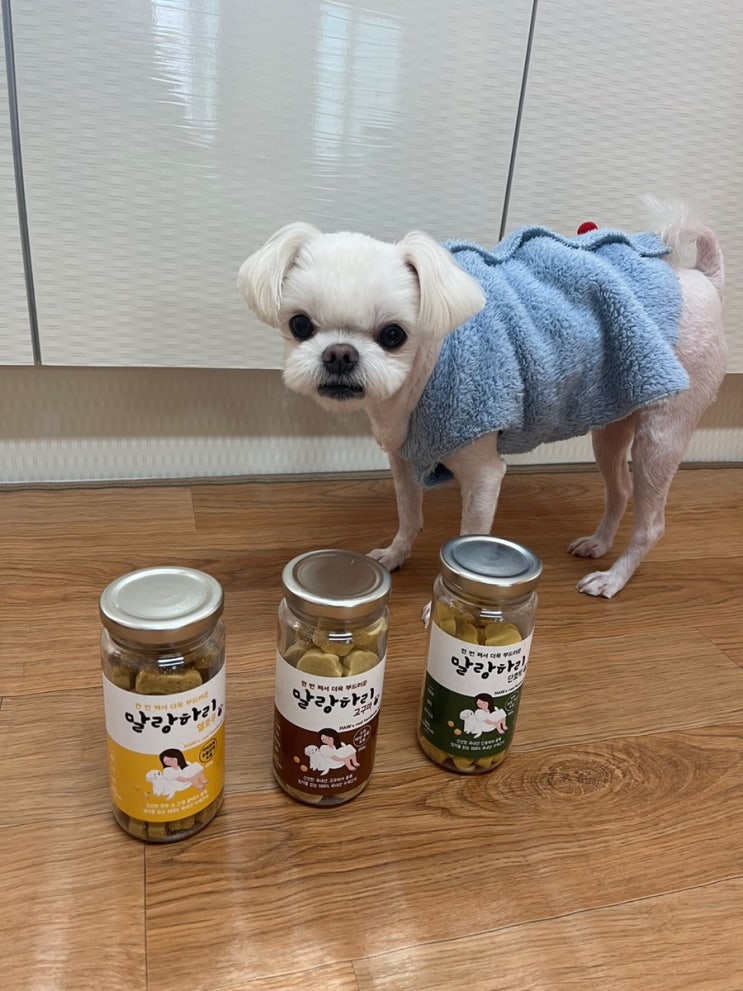  강아지수제간식 말랑하리 부드러운 노즈워크 훈련간식 추천해요