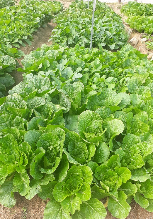  중랑구사주: 사주와 성격 , 천간, 일간의 성격#동하사주타로작명원