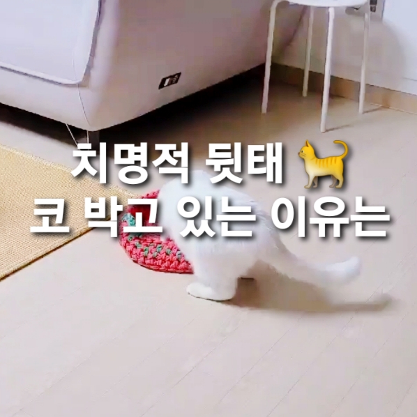  양말목 선물 후기  고맙댜옹~