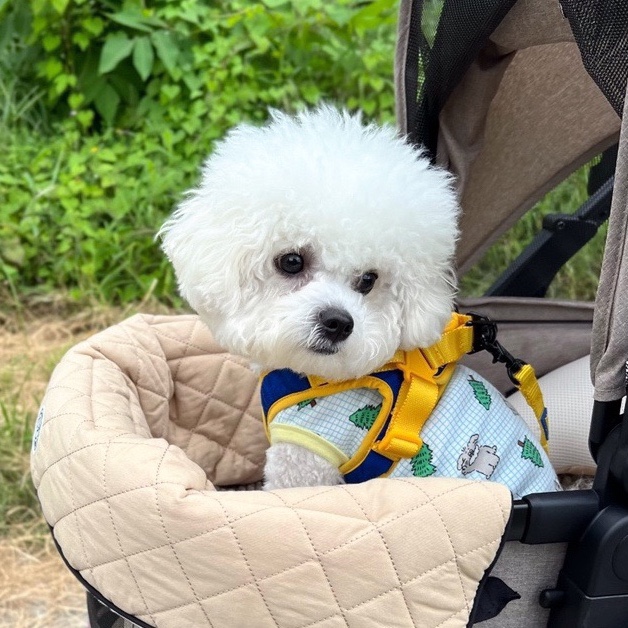  10개월 강아지에게 유모차가 필요했던 이유